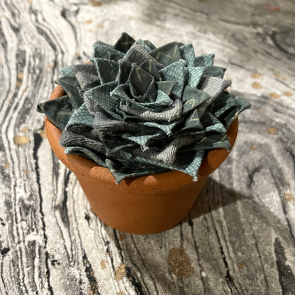 Succulent - Terracotta Pot