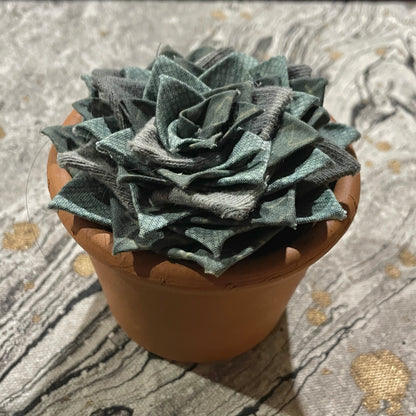 Succulent - Terracotta Pot