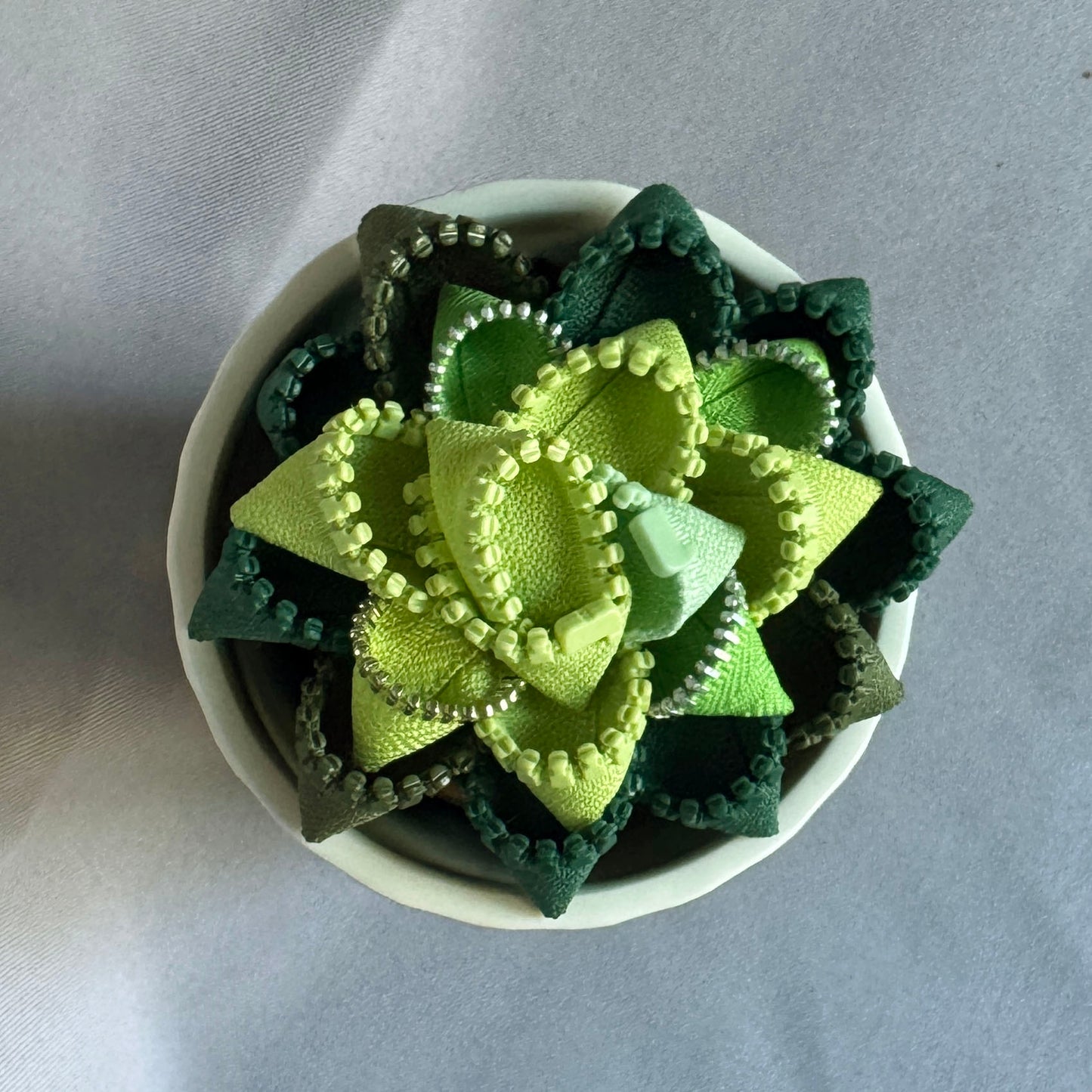 Green Zipper Plant - White Pot