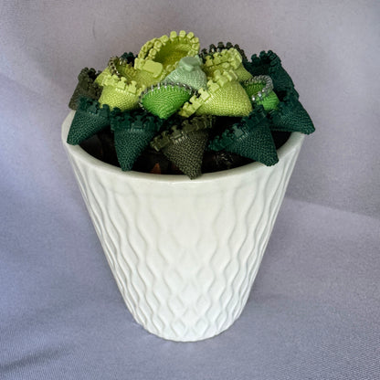 Green Zipper Plant - White Pot