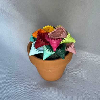 Rainbow Plant - Small Terracotta Pot