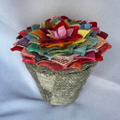 Rainbow Plant - Large Terracotta Pot