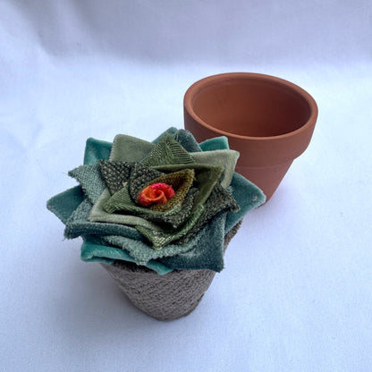 Green Plant - Terracotta Pot
